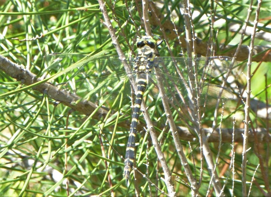 Libellula grossa verde - Cordulegaster boltonii femmina